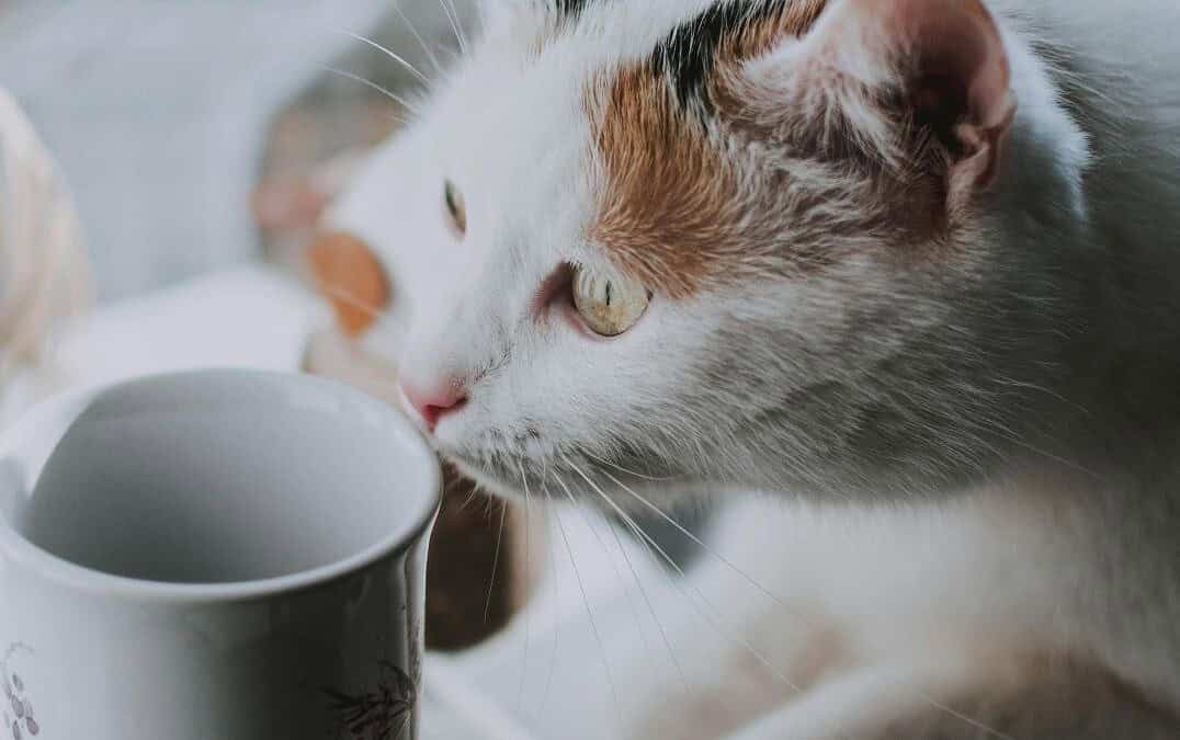 Why Cats Knock Things Over—and How to Stop Them