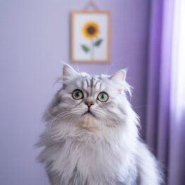 Cat Memes That Will Make Your Day